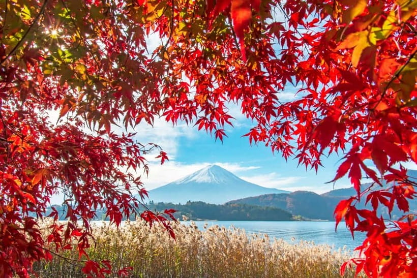Seasonal Mt. Fuji Scenic Views, Fruit Picking and Ropeway! - Fruit picking in Yamanashi by month