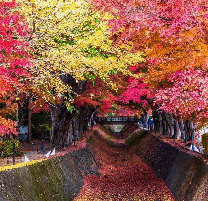 Seasonal Mt. Fuji Scenic Views, Fruit Picking and Ropeway! - What the bus day feels like