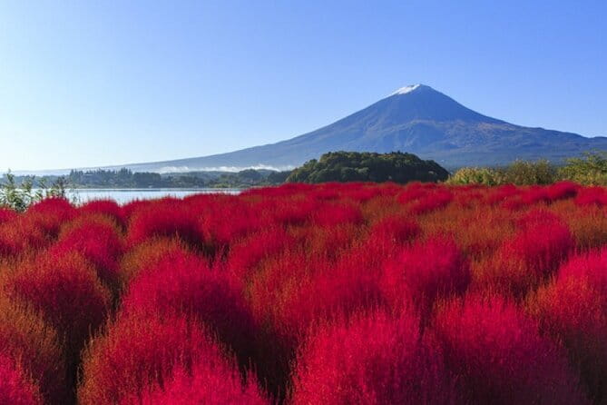 Seasonal Mt. Fuji Scenic Views, Fruit Picking and Ropeway Ride! - Guides can shape the whole day