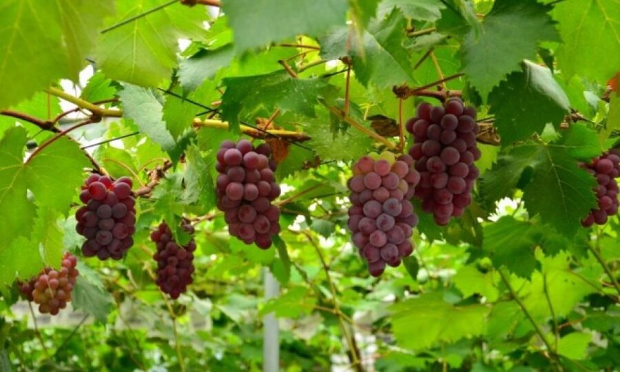 Seasonal Mt. Fuji Scenic Views, Fruit Picking and Ropeway! - The Kawaguchiko Ropeway and the Fuji view