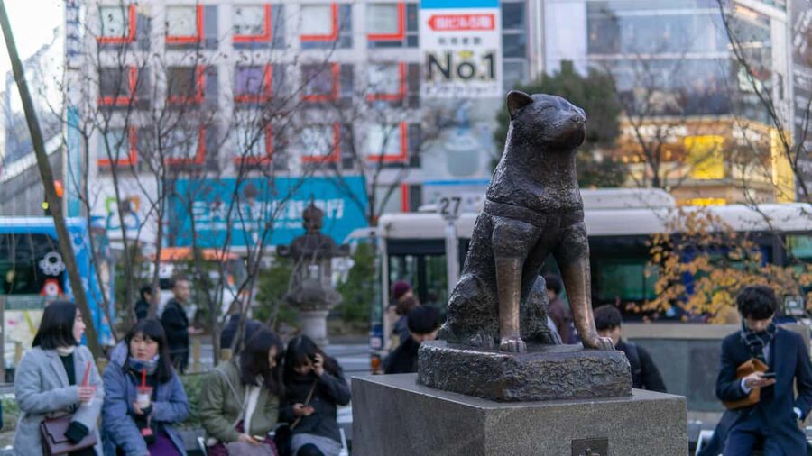 Shibuya: Crossing, Hachiko & Shibuya Sky Guided Tour - Walking, timing, and comfort