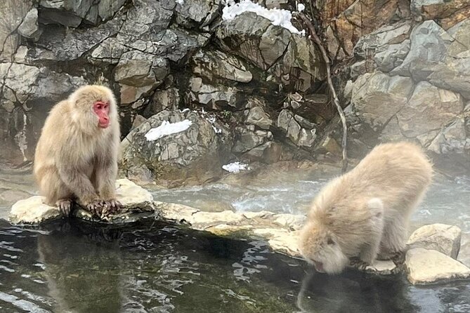 Snow Monkey Nagano Day Tour by Car English Driver in Person Guide - Should you book the snow monkey tour?