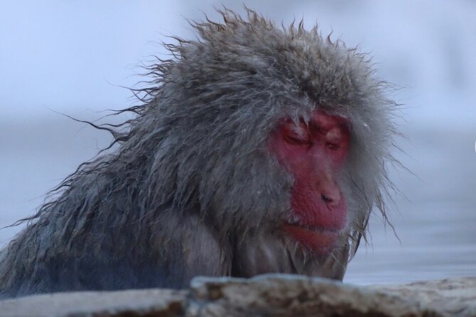 Snow Monkey Nagano Day Tour by Car English Driver in Person Guide - Jigokudani Snow Monkey Park and the Japanese macaques