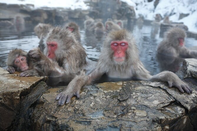 Snow Monkey Park and Miso Production Tour Bullet Train from Tokyo - Key points before you book