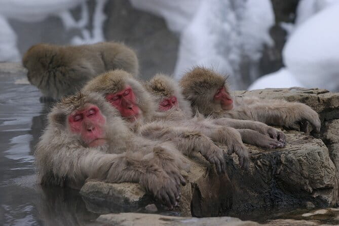 Snow Monkey Park and Miso Production Tour Bullet Train from Tokyo - Suzaka and the smell of traditional miso