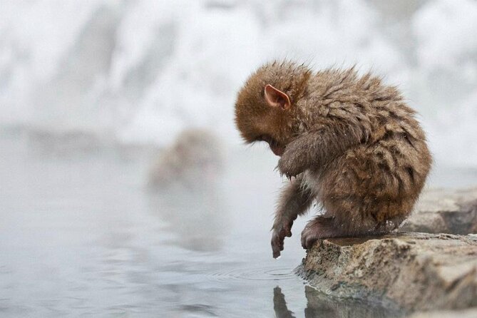 Snow Monkey Park & Zenkoji Temple Nagano Pvt. Full Day Tour. - The walk to Jigokudani is harder than the photos suggest