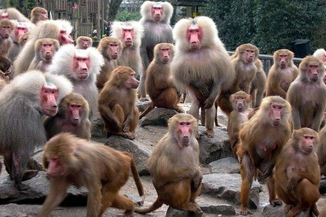 Snow Monkey Park & Zenkoji Temple Nagano Pvt. Full Day Tour. - A private drive from Tokyo, with Nagano countryside along the way