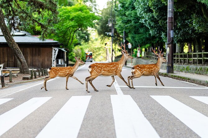 Super Express Nara & Kyoto Private 1-Day Tour from Tokyo - Is one day enough for Nara and Kyoto?