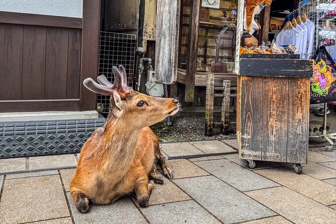 Super Express Nara & Kyoto Private 1-Day Tour from Tokyo - A short look at Nara’s old capital atmosphere