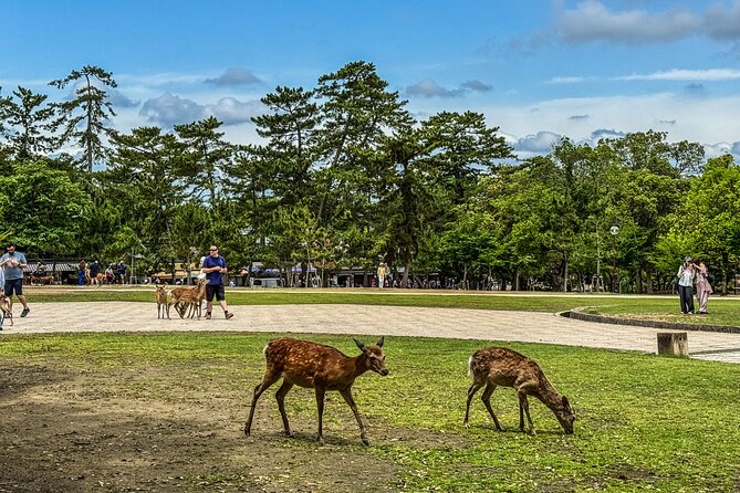 Super Express Nara & Kyoto Private 1-Day Tour from Tokyo - The long ride home to Tokyo