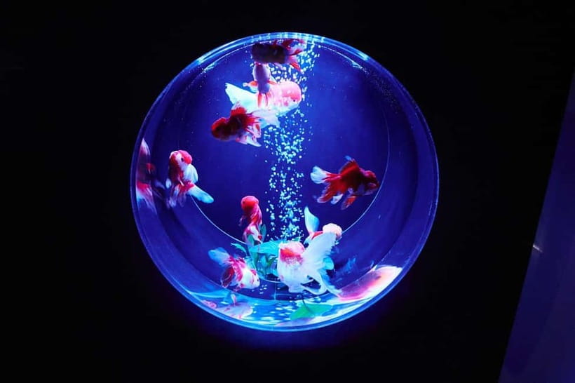 Tokyo: Art Aquarium Museum GINZA Entry Ticket - Why the lighting and music matter