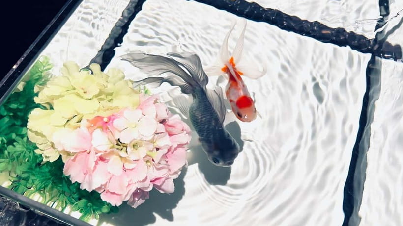 Tokyo: Art Aquarium Museum GINZA Entry Ticket - Who will enjoy it most