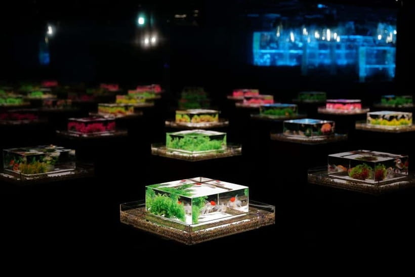 Tokyo: Art Aquarium Museum GINZA Entry Ticket - What you see during the one-hour visit