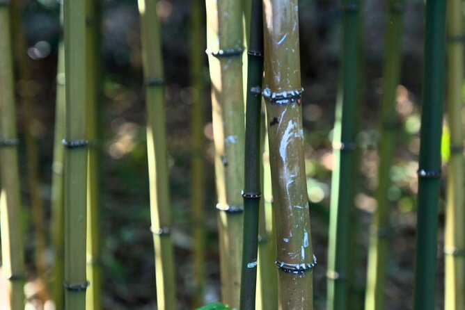 Tokyo Castle, Imperial Palace, Shogun & Garden Walking Tour - Edo Castle ruins and the difficult truth about the palace