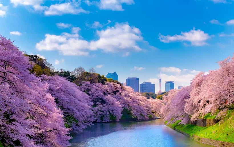 Tokyo Cherry Blossom Express Tour with Boat Ride - Why this tour works for cherry blossom season