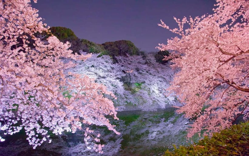 Tokyo Cherry Blossom Express Tour with Boat Ride - Ueno Park and the city-side blossom show
