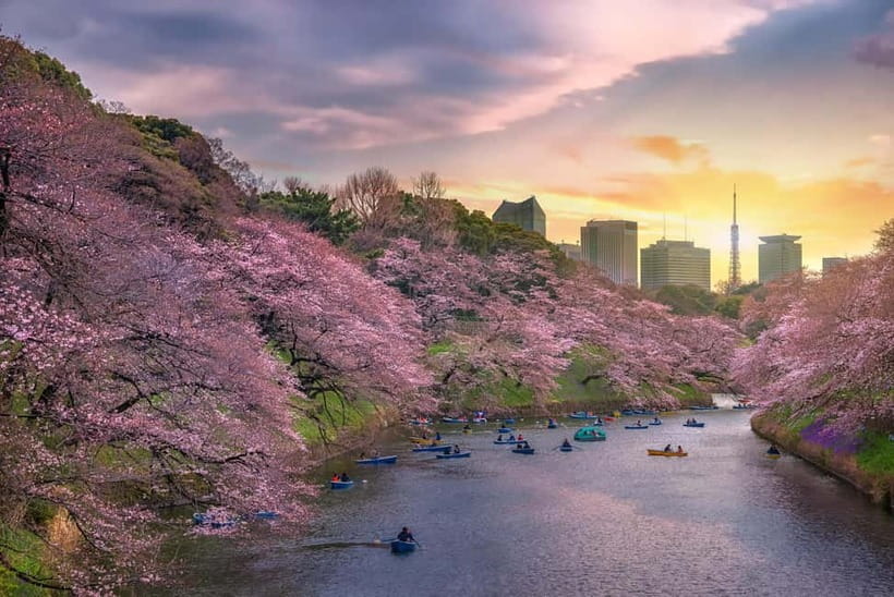 Tokyo Cherry Blossom Express Tour with Boat Ride - Your guide can shape the day