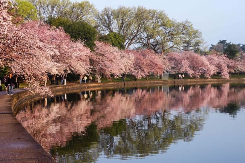 Tokyo Cherry Blossom Express Tour with Boat Ride - Meeting at Koishikawa Korakuen Garden