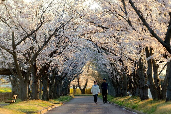 Tokyo Cherry Blossom Half Day Walking Tour with a Local Guide - Meiji Jingu Gaien: blossoms framed by the city