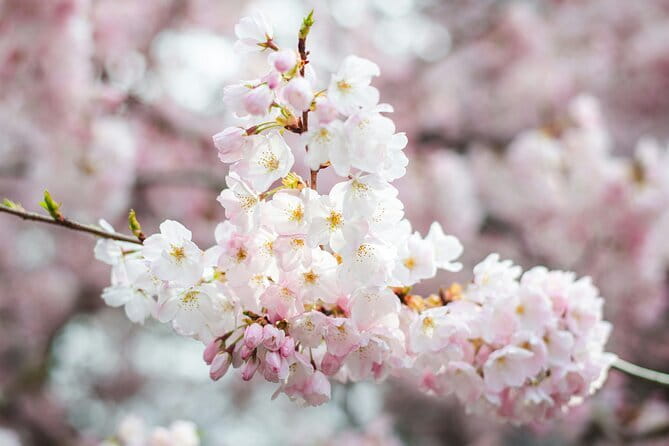 Tokyo Cherry Blossom Matcha Experience in Yoyogi Park (Shibuya) - Why Yoyogi Park Makes Sense