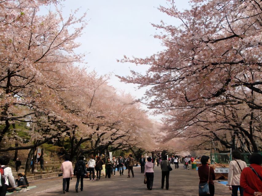 Tokyo:Cherry Blossom Mt Fuji & Shibazakura Festival Day Trip - What the 10-hour schedule feels like from Tokyo