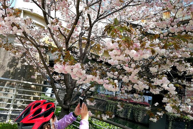 Tokyo Cherry Blossoms blooming spots E-bike Tour, 3hrs - Sotobori Park follows the outer moat