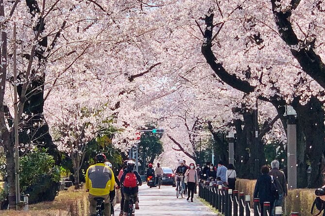 Tokyo Cherry Blossoms blooming spots E-bike Tour, 3hrs - Kensei Kinenkan closes the blossom circuit