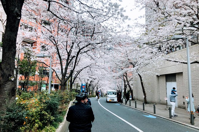 Tokyo Cherry Blossoms blooming spots E-bike Tour, 3hrs - The guides are a major part of the value