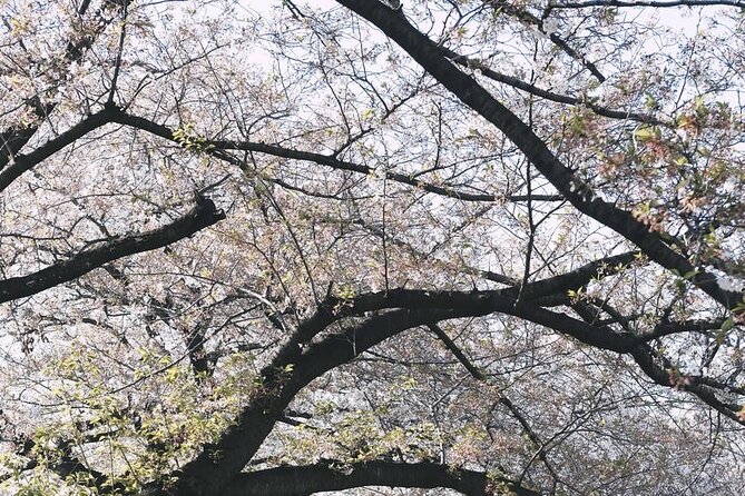 Tokyo City 1-Day Private Tour with Bilingual Driver - Harajuku and Shibuya pack in youth culture