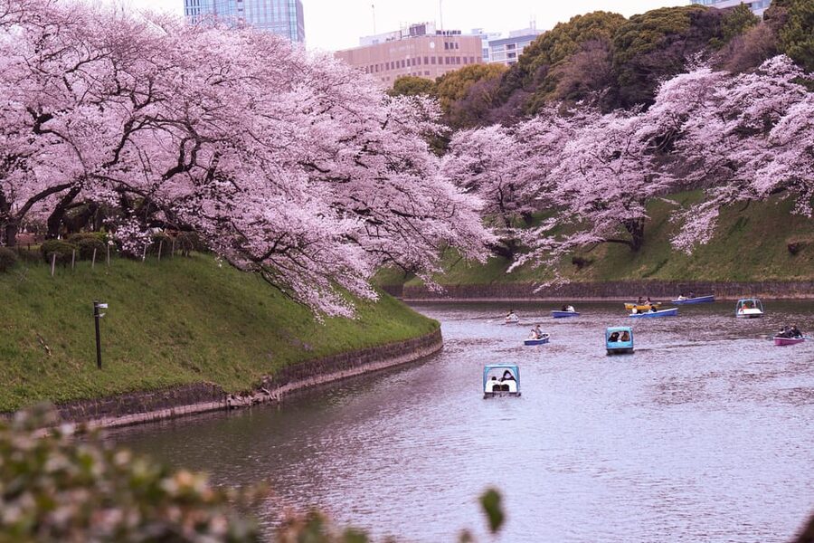 Tokyo: City Tour Tokyo With Driver - Tsukiji is the best place to stop for food