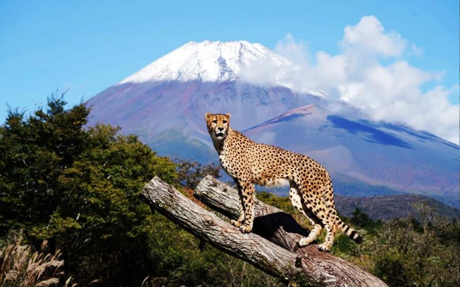 Tokyo:Customizable Private Day Trip to Mt.Fuji & Safari Park - Fuji Safari Park: a family-friendly start