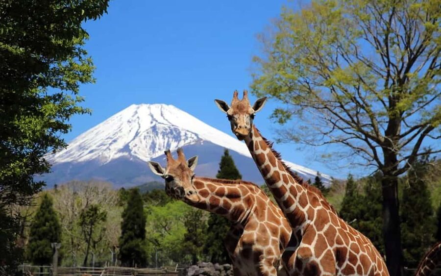 Tokyo:Customizable Private Day Trip to Mt.Fuji & Safari Park - Two routes, two very different Fuji days