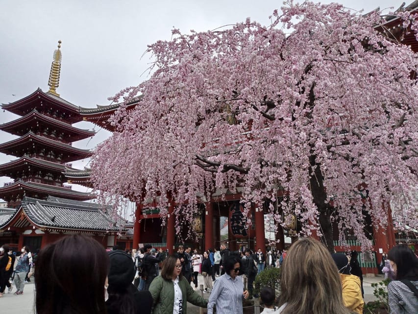 Tokyo: Full-day Immersive Private Tour by Premium Car - Key points to know before you book