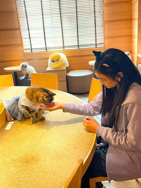 Tokyo: Gotokuji Cat Temple, Shinjuku Cat Cafe & 3D Cat Tour - Why this Tokyo cat tour works