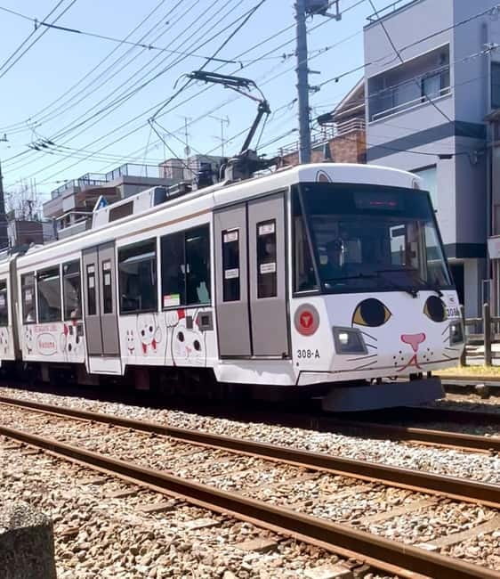 Tokyo: Gotokuji Cat Temple, Shinjuku Cat Cafe & 3D Cat Tour - What the guide adds to the experience