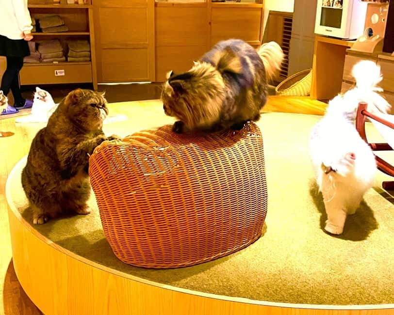 Tokyo: Gotokuji Cat Temple, Shinjuku Cat Cafe & 3D Cat Tour - Timing, walking, and what to bring
