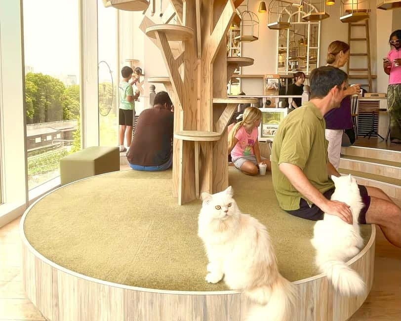 Tokyo: Gotokuji Lucky Cat Temple & Harajuku Cat Cafe Tour - Key points at a glance