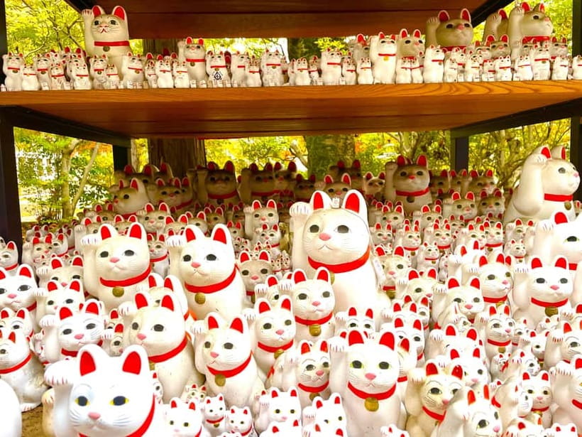 Tokyo: Gotokuji Lucky Cat Temple & Harajuku Cat Cafe Tour - A family tour with a human touch