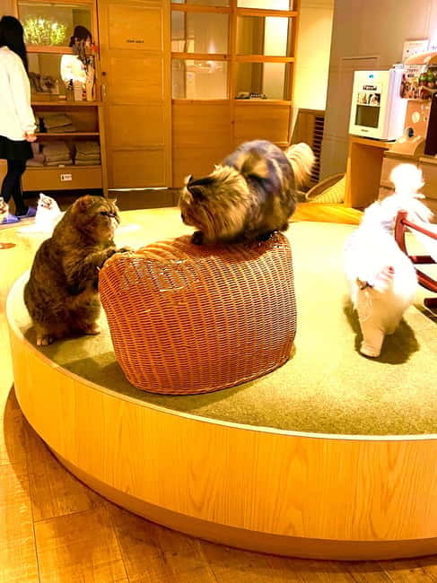 Tokyo: Gotokuji Lucky Cat Temple & Harajuku Cat Cafe Tour - Timing, comfort, and practical limits