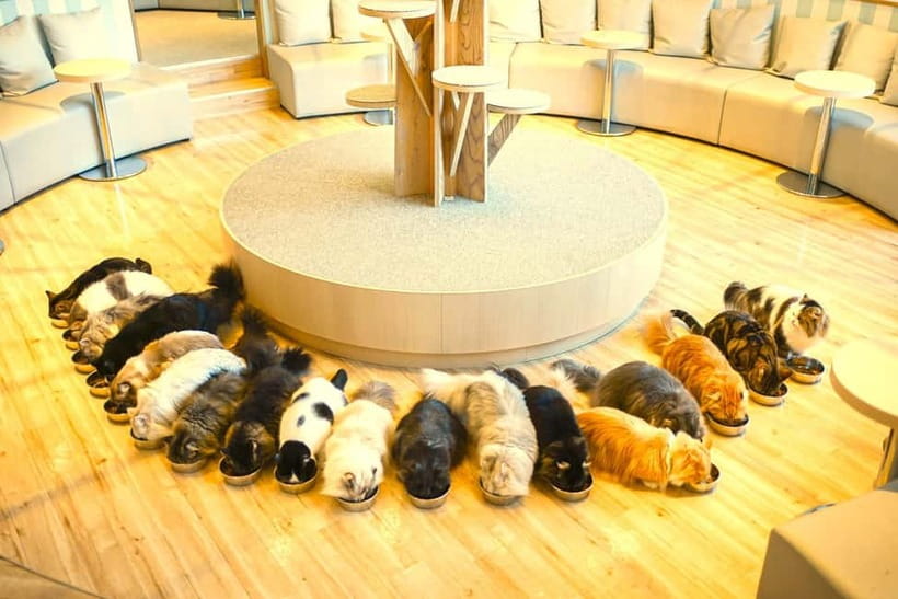 Tokyo: Gotokuji Lucky Cat Temple & Harajuku Cat Cafe Tour - Should you book it?