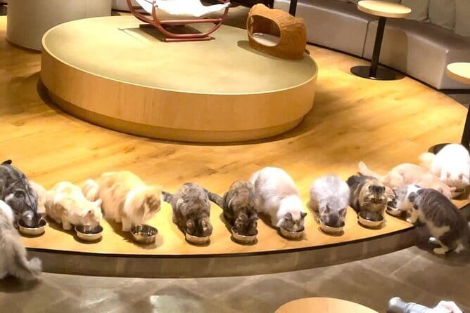 Tokyo: Gotokuji Lucky Cat Temple, Shinjuku Cat Cafe, 3D Giant Cat - Why this cat tour works better than a quick temple visit
