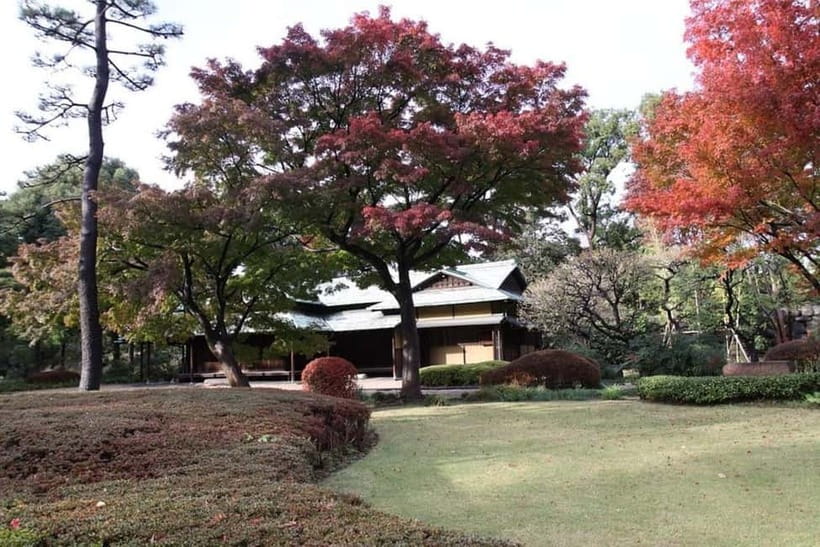 Tokyo: Guided Exploration with a Private Driver - Shibuya Crossing and Harajuku nearby