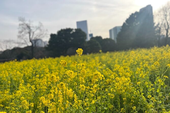 Tokyo: Hama-rikyu Gardens tour with Japanese Tea & Sweets - A 30-minute walk through Edo garden design
