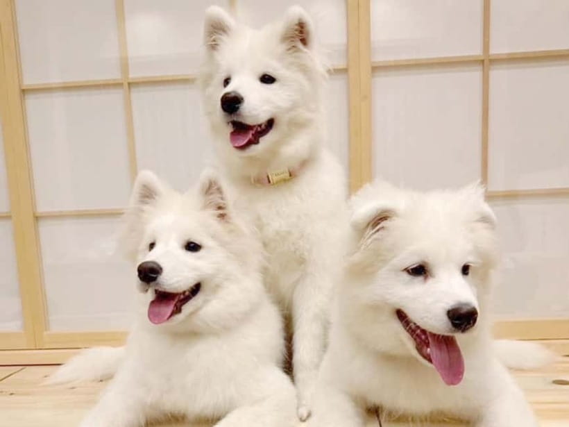 Tokyo Harajuku：30-Minute Samoyed Interaction Experience - Key points to know before booking