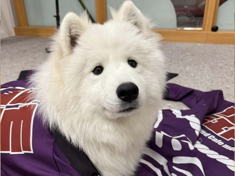Tokyo Harajuku：30-Minute Samoyed Interaction Experience - Why this Harajuku stop works so well