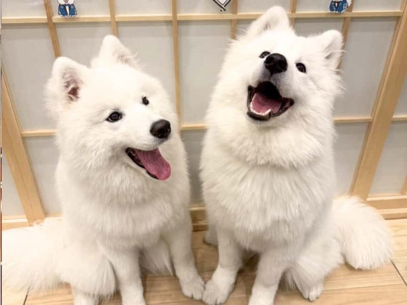 Tokyo Harajuku：30-Minute Samoyed Interaction Experience - Getting comfortable around the Samoyeds