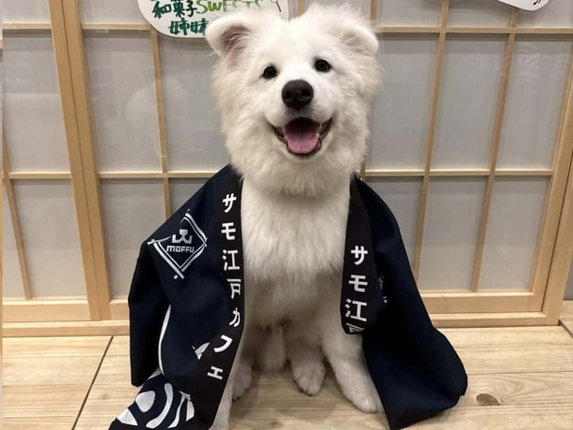 Tokyo Harajuku：30-Minute Samoyed Interaction Experience - The happi coat photo is more than a quick snapshot