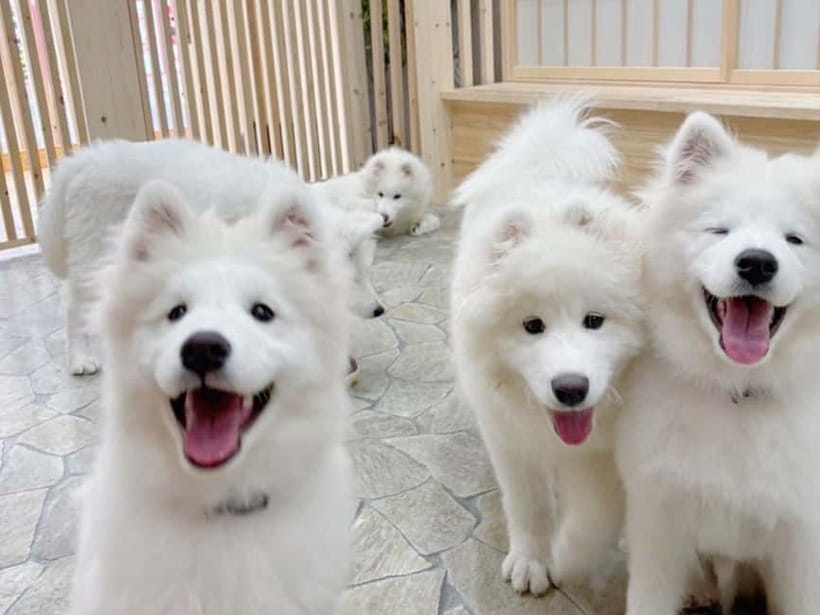 Tokyo Harajuku：30-Minute Samoyed Interaction Experience - What the $24 price really covers