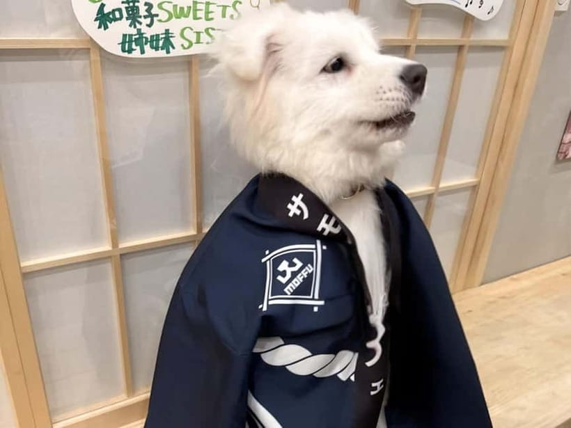 Tokyo Harajuku：30-Minute Samoyed Interaction Experience - Drinks, rules, and the small details that matter