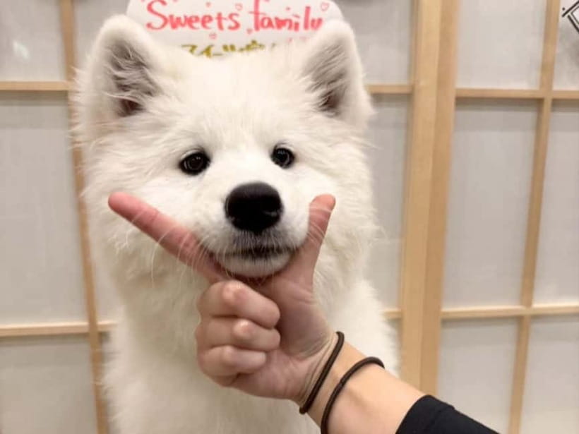 Tokyo Harajuku：30-Minute Samoyed Interaction Experience - Who will enjoy this most